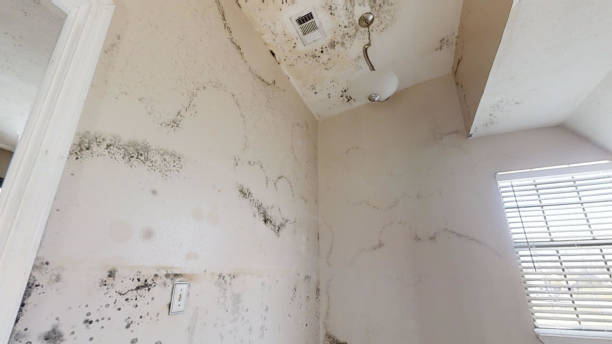 Best Emergency Mold Remediation  in Twentynine Palms, CA