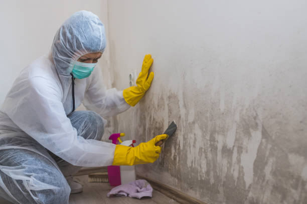 Best HVAC Mold Inspection and Cleaning  in Twentynine Palms, CA