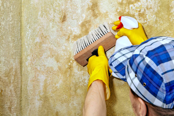 Best Mold Damage Restoration  in Twentynine Palms, CA