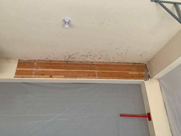 Professional Mold Removal in Twentynine Palms, CA