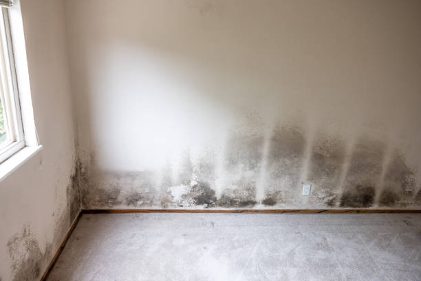 Best Basement Mold Removal  in Twentynine Palms, CA