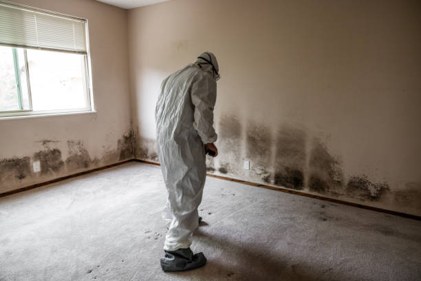 Best Asbestos and Lead Testing During Mold Inspection  in Twentynine Palms, CA