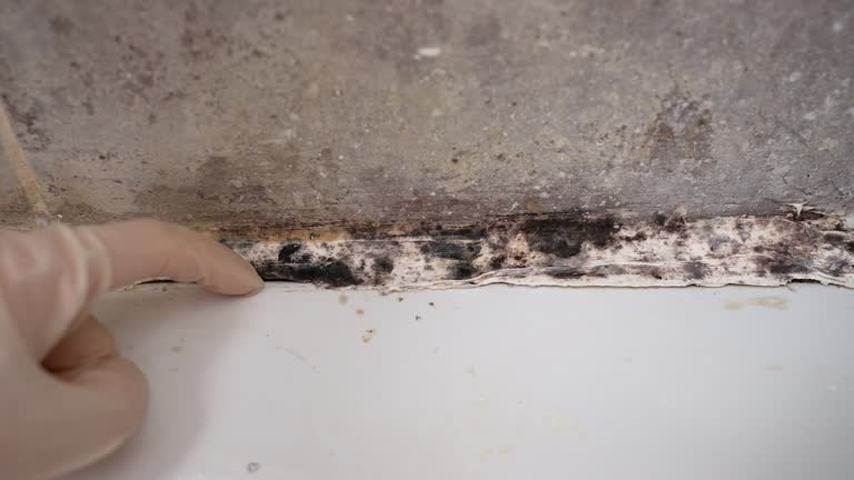 Best Air Quality Testing for Mold Spores  in Twentynine Palms, CA